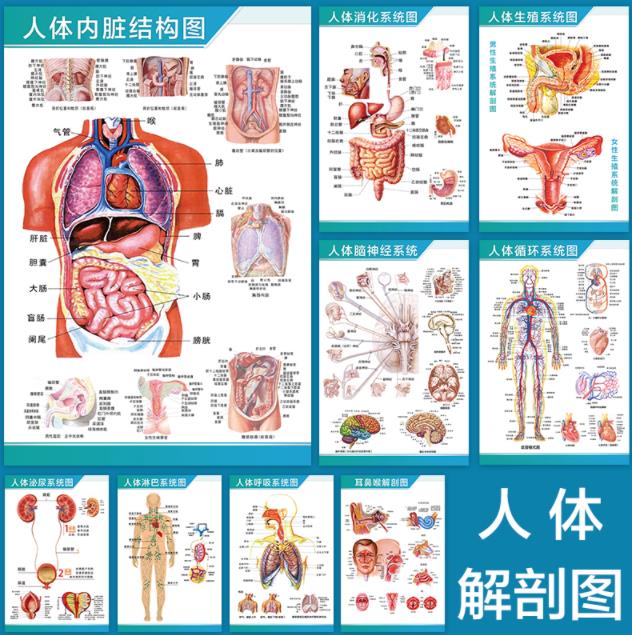 人体五脏六腑器官分布图及介绍