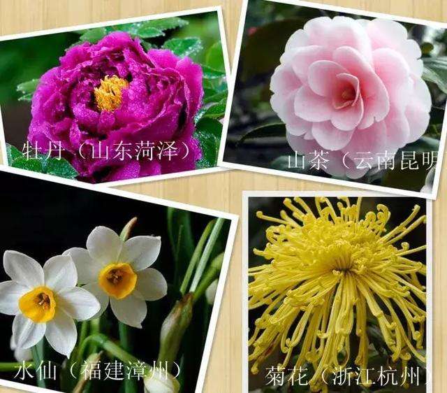四大名花是哪四种花图片