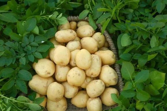 土豆的学名是叫马铃薯吗?