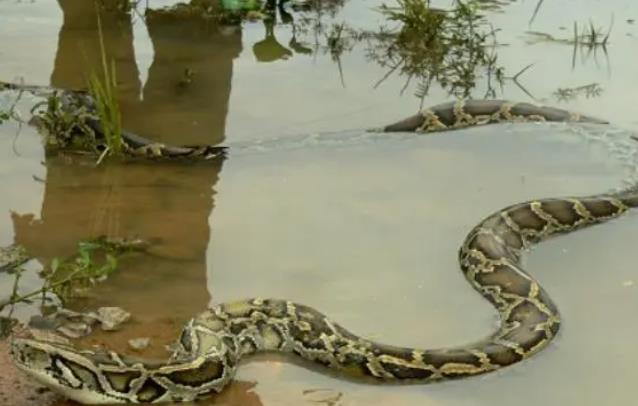 蟒蛇和水蚺的区别是什么?