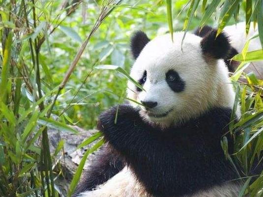 大熊猫是肉食动物还是素食动物.jpg