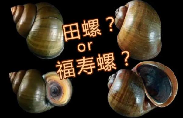 田螺和福寿螺的区别是什么?