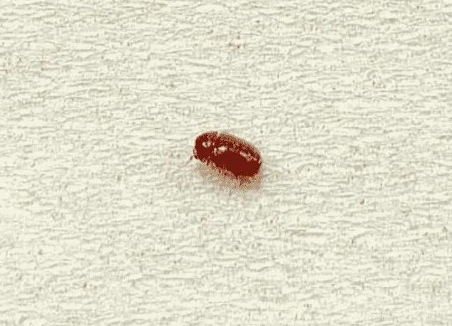 床上为什么会出现红色的小虫?
