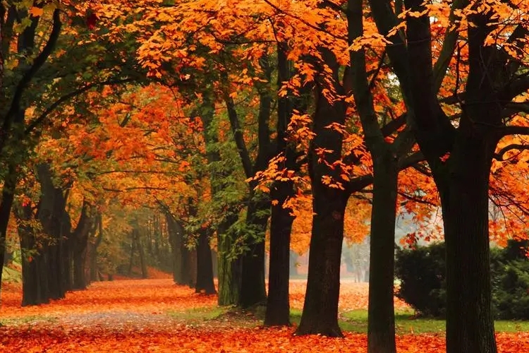 描写秋天的诗句有哪些.jpg