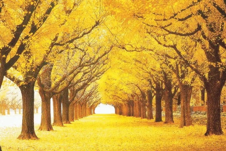 描写秋天的诗句有哪些二.jpg